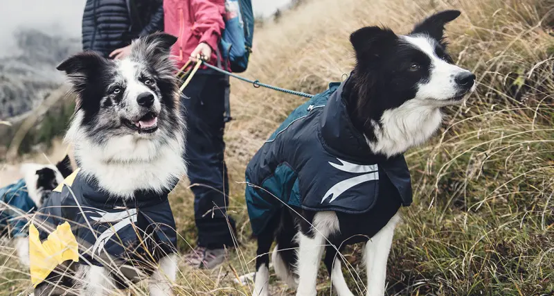 Twee bordercollies in donkerblauwe regenjassen op een bergpad