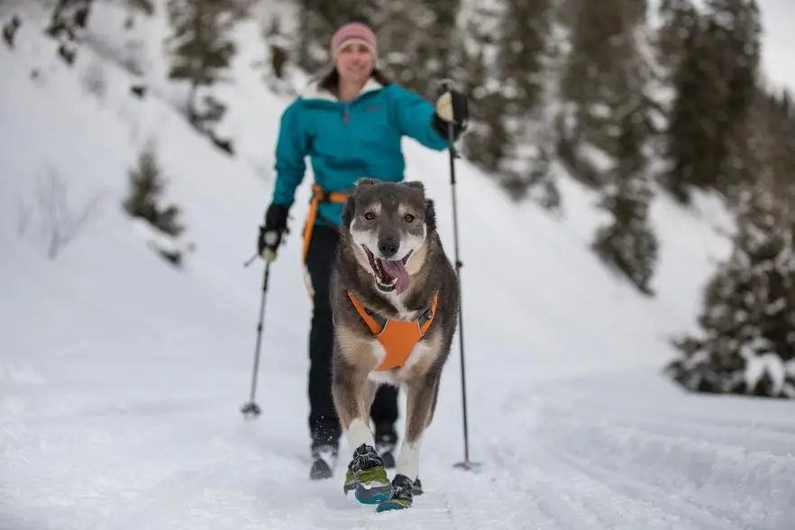 Hond met oranje tuig en hondenschoenen rent door de sneeuw voor een langlaufer uit
